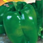 Semillas De Pimentón Yolo Wonder