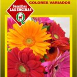Semillas de Gerbera