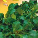 Semillas De Valeriana Holandesa Semilla Grande