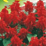 Semillas De Salvia Escarlata Mix