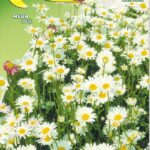 Semillas De Margarita Silvestre De Campo