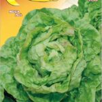 Semillas De Lechuga Reina Mayo