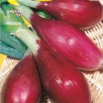 Semillas De Cebolla Morada Larga De Florencia