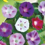 Semillas De Campanula Trepadora Ipomea Mix