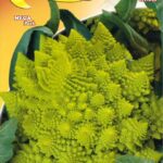 Semillas De Coliflor Romanesco Precoce
