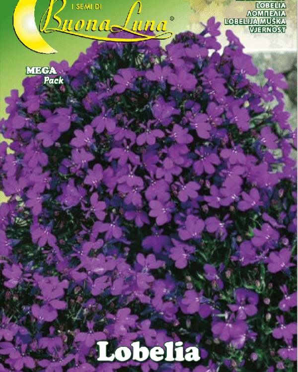 Semillas De Lobelia Enana Compacta