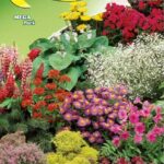 Semillas De Mezcla De Flores De Roca