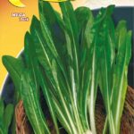 Semillas De Achicoria Spadona