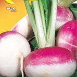 Semillas De Nabo De Milán Con Cuello Morado