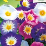 Semillas De Bella De Día