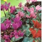 Semillas De Ciclamen Gigante De Persia