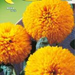 Semillas De Girasol Enano Sol de Oro