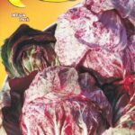 Semillas De Achicoria Variegada De Chioggia