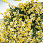 Semillas De Manzanilla