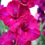 Bulbo de Gladiolo Next level