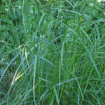 Semilla Ballica Grasslands Súper Tama 25 Kilos