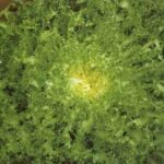 Semillas de Achicoria Crespa de Ruffec 100 Grs