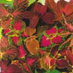 Semillas De Coleus Arcoiris Mix