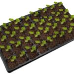 Kit de siembra de Almácigos