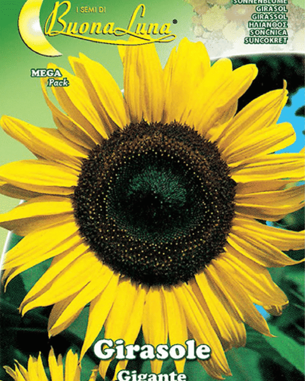Semillas De Girasol Gigante