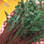 Semillas De Achicoria Itálico A Costa Rossa