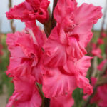 Bulbo de Gladiolo Kingston Ruffle