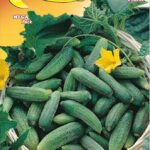 Semillas De Pepino Tortarello Verde