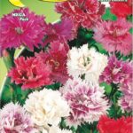 Semillas De Clavel Del Poeta Chino Doble Mix