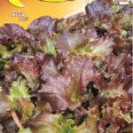 Semillas De Lechuga Biscia Roja