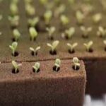 Espuma Fenólica 30x46 cm células 2x2x3