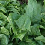 Semillas de Espinaca Viroflay 100 Grs