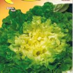 Semillas De Escarola Endivia Verde Corazón Lleno