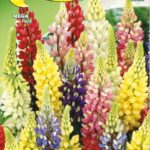 Semillas De Lupino Perenne Mix