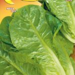 Semillas De Lechuga Rubia De Los Agricultores