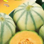Semillas De Melón Cantalupo De Charentais