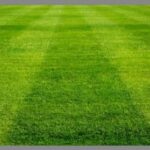 Semilla Rye Grass Perenne Lin 25 Kilos