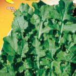 Semillas De Rúcula Cultivada