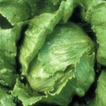 Semillas de Lechuga Salinas 100 Grs