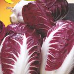 Semillas De Achicoria Bola Roja De Verona