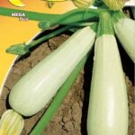 Semillas De Zapallo Blanco De Trieste