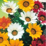 Semillas De Gazania Mix