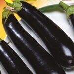 Semillas De Berenjena Violeta Larga