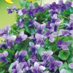 Semillas De Violeta Mammola