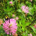 Semilla Trébol Rosado Quiñequeli 25 Kilos