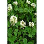 Semilla Trébol Alejandrino Elite II 25 Kilos