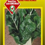 Semillas de Acelga Verde