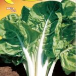 Semillas De Acelga Rubia Larga Plata Costa 2