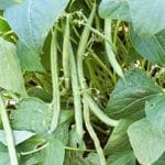 Semillas de Frejol Maradona 25 Kilos