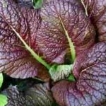 Mustard Red Giant- Mostaza Roja (Ensalada) 100 Grs