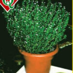 Semillas de Tomillo 1 Kilo